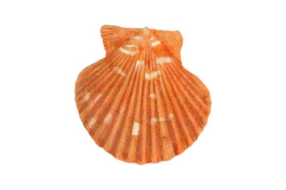 Download Orange Scallop Shell Vintage Clipart - Vintage clipart Collection
